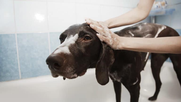 Ab ins Wasser! (wunderbare?) Badezeit für Hunde