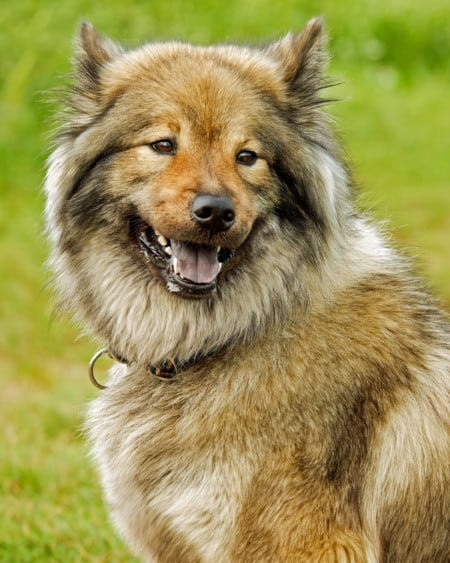 Hund Eurasians Portrait Tierpuls