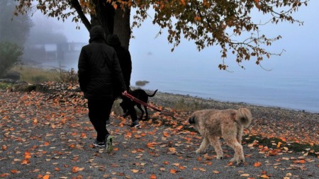 Hund Gassi Gehen Regen Tierpuls 3144967