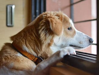 Hund Trennung Warten Tierpuls 3700421