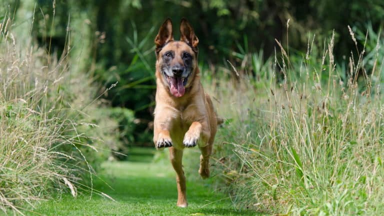 Abrufen beim Hund: Die wichtigste Lektion