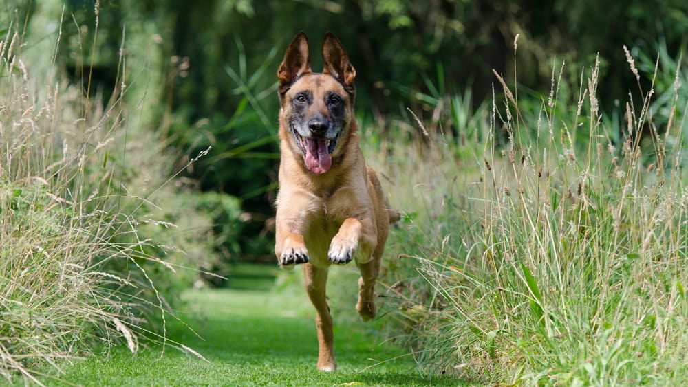 Mehr über den Artikel erfahren Abrufen beim Hund: Die wichtigste Lektion