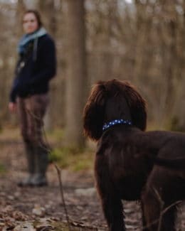 Hund Wird Abgerufen Wald Tierpuls 2590520