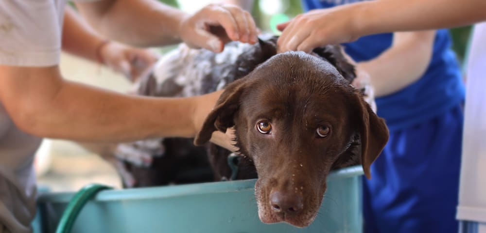 Hund Wird Gebadet Tierpuls Badetag 4125187