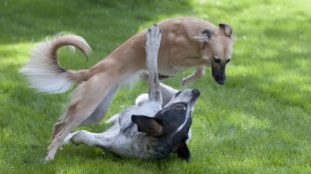Hunde Spielen Harter Kopf Tierpuls 835679