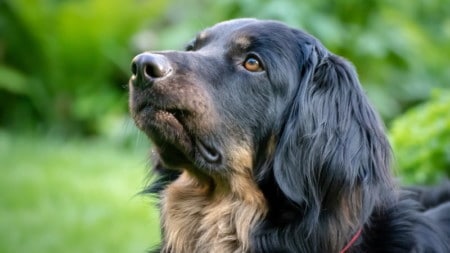 Hunde Tierpuls Demenz Medikamente 4257670