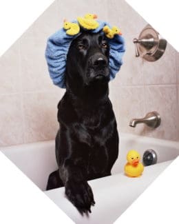 Labrador Badewanne Dusche Quitscheentchen Tierpuls 1205960