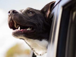 Tierpuls Hund Auto Luft