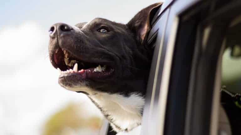 Hilfe: Mein Hund jagt Autos hinterher