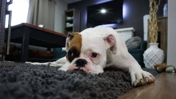 Tierpuls Hund Furz Blähungen Boxer 1562522
