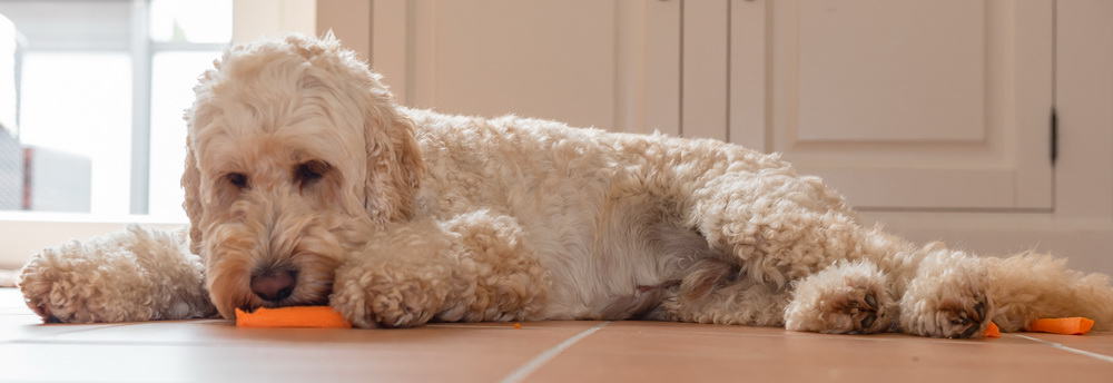 Hausmittel gegen Mundgeruch bei Hunden //