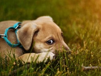 Hund Angst Devot Tierpuls