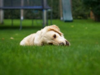 Hund Gras Fressen Wiese Tierpuls