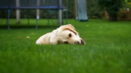 Hund Gras Fressen Wiese Tierpuls