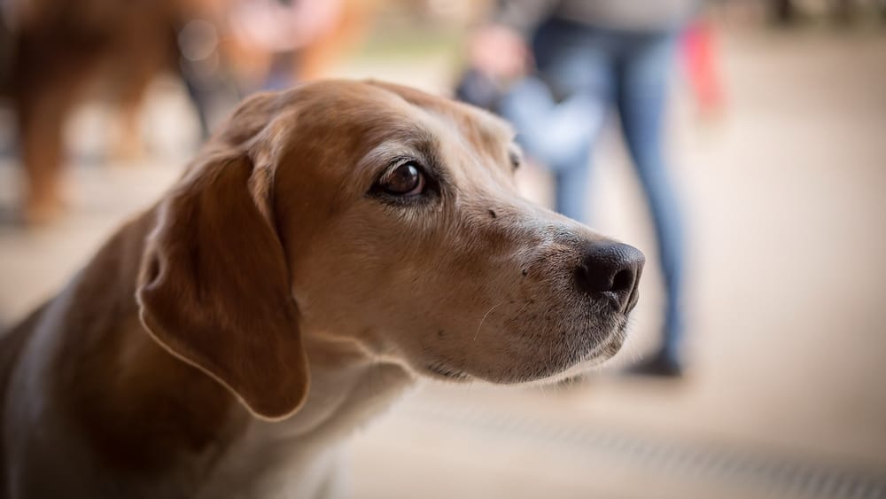 Beagle Betteln Hund Futter