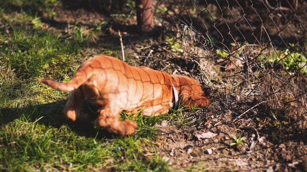 Maulwurf Hund Buddeln und Graben wie Tiefbau