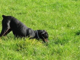 Hund Buddeln Graben Garten 731995