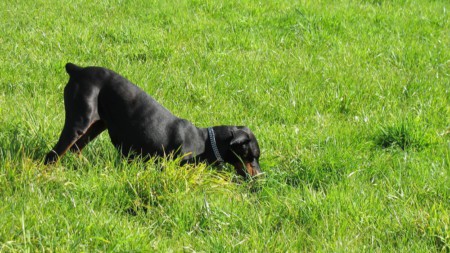 Hund Buddeln Graben Garten 731995