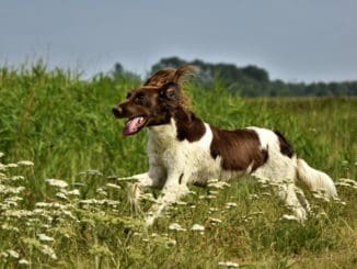 Muensterlaender Hund Laufen Tierpuls 4357992