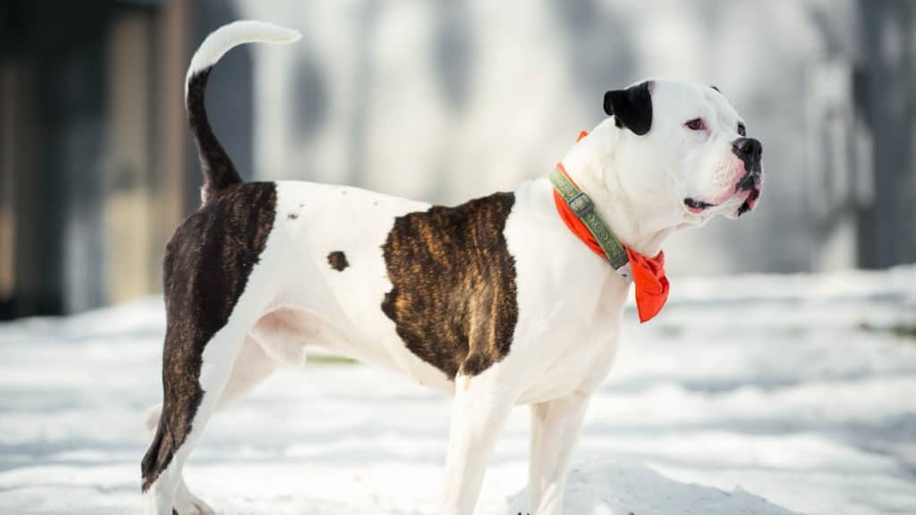 American Bulldog Hunderasse Portrait3 Tierpuls