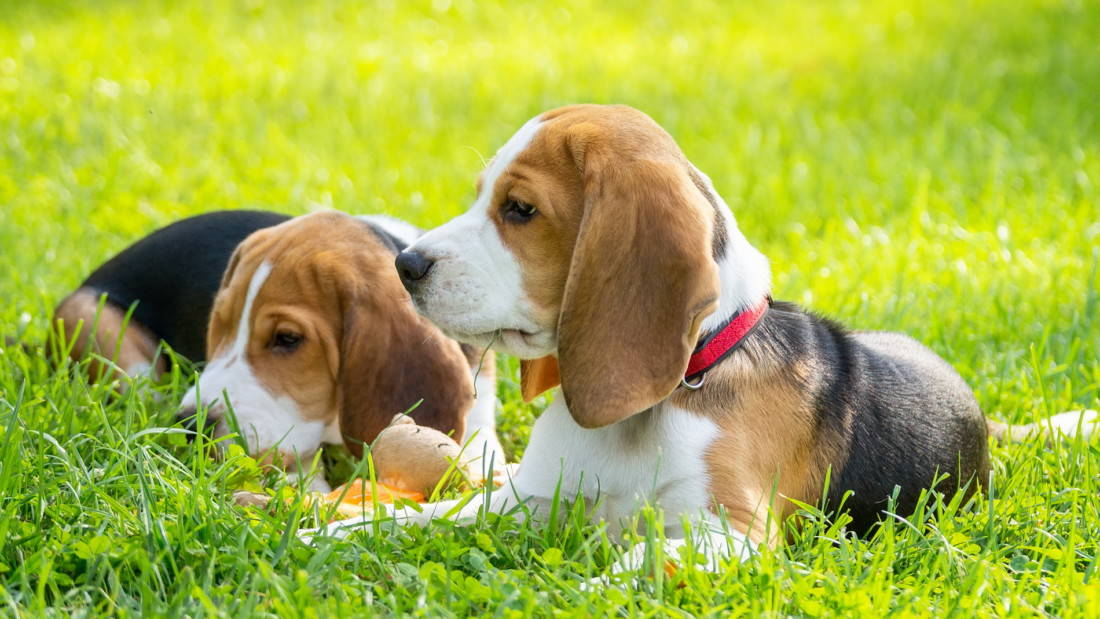 Beagle Hunderasse Gras Zu Zweit Beagles Tierpuls