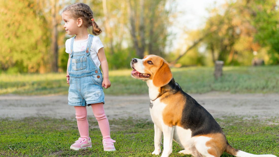 Beagle Hunderasse Kinderlieb Verspielt Tierpuls