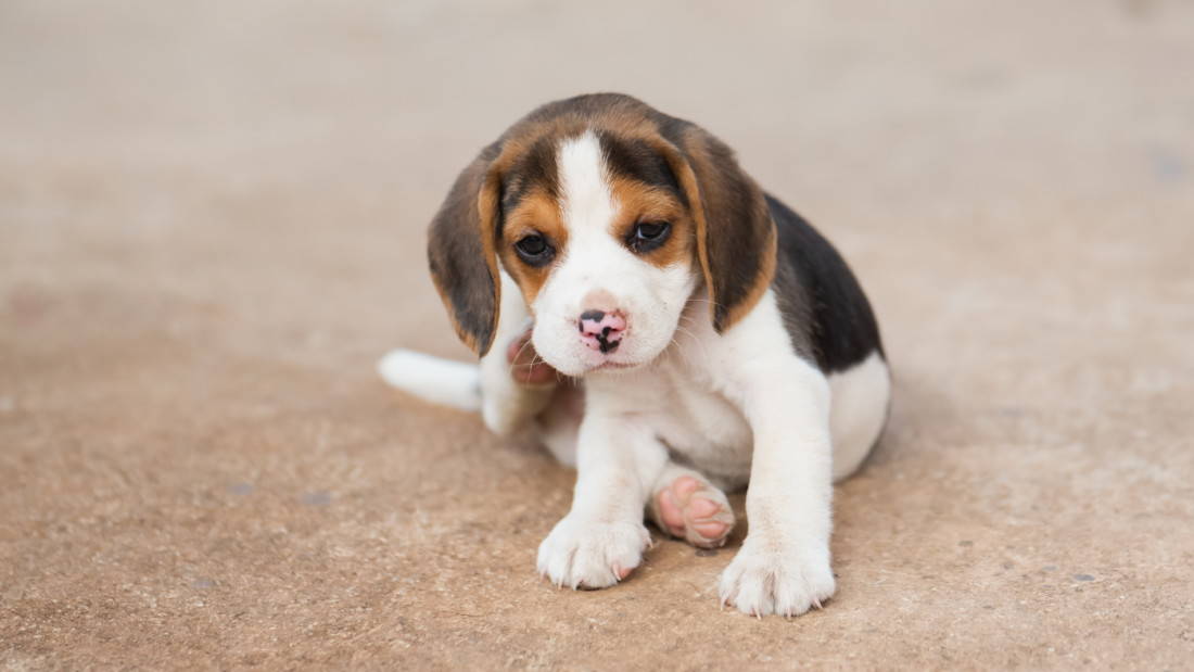 Beagle Hunderasse Welpe Beagles Tierpuls