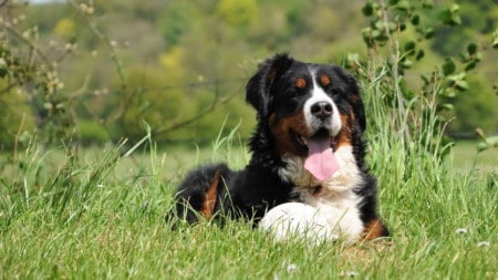 Berner Sennenhund