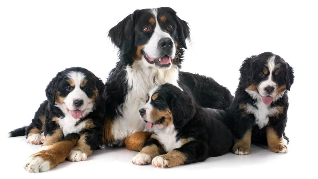 Berner Sennenhund Hunderasse Portrait Mit Welpen Tierpuls