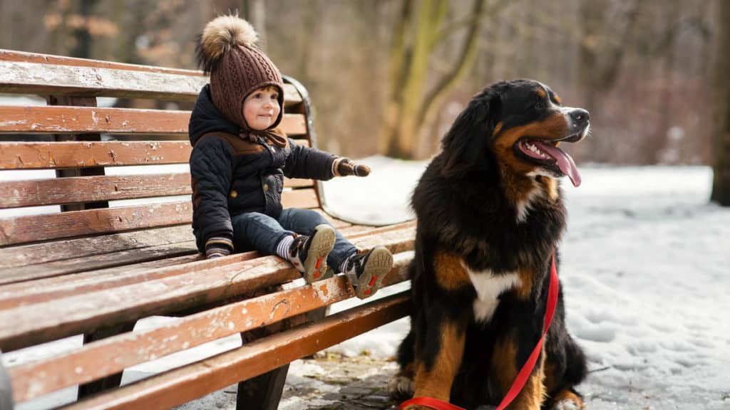 Berner Sennenhund Hundrasse Mit Kind Parkbank Schnee Tierpuls