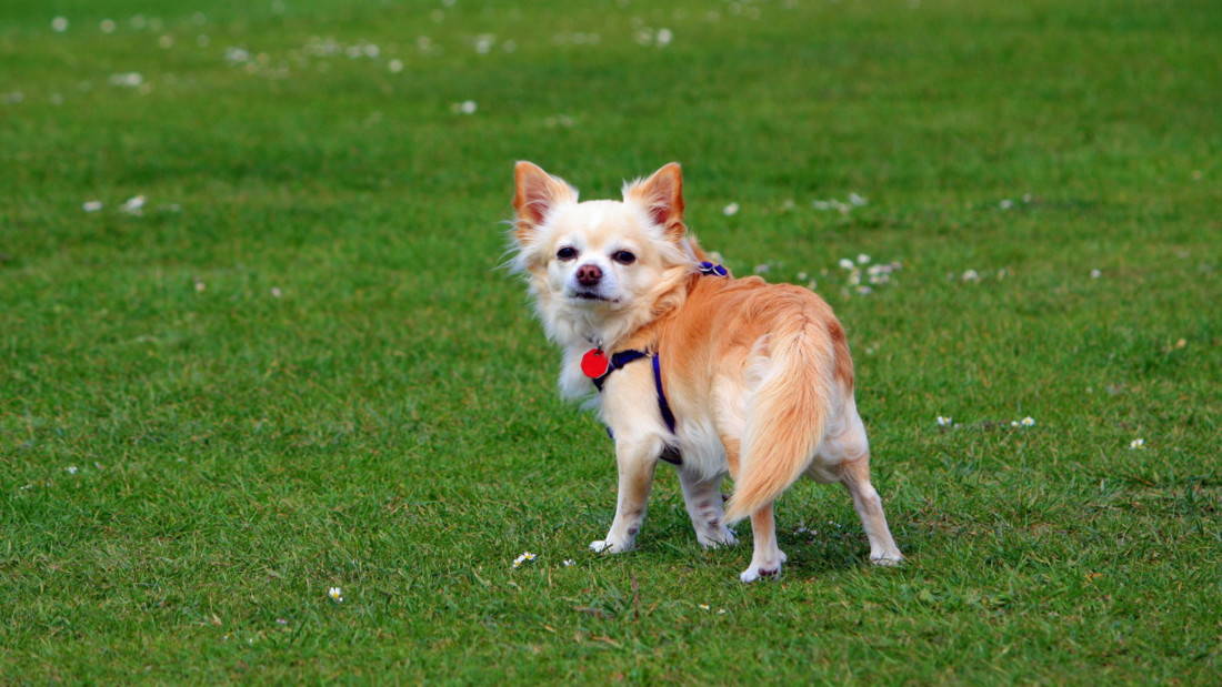 Chihuahua Hunderasse Hund Auf Wiese Tierpuls