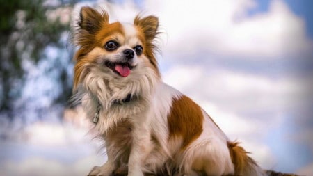 Chihuahua Hunderasse Posing Auf Baum Tierpuls