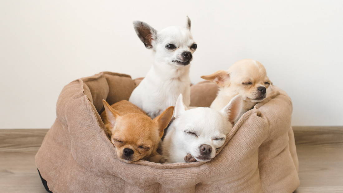 Chihuahua Hunderasse Vier Hunde Schlafen Tierpuls