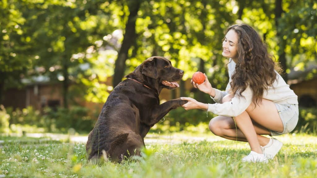 Hunderasse Labrador Spielt Mit Ball Tierpuls 3196279