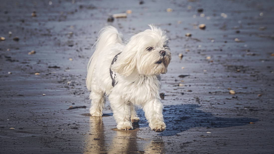 Hunderasse Malteser Am Strand Wandert Tierpuls