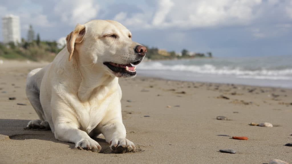 Labrador Strand Chillen Wasser Tierpuls