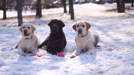 Labrador Retriever