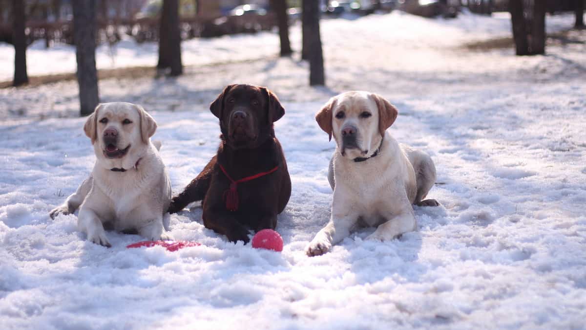 Mehr über den Artikel erfahren Labrador Retriever