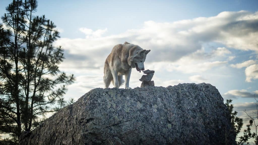 Sibirische Huskys Hunderasse Huskies 1 Tierpuls