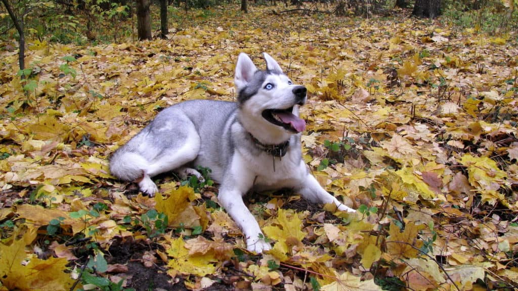 Sibirische Huskys Hunderasse Huskies 3 Tierpuls