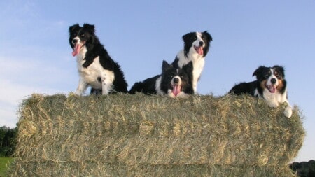 Hunderasse Border Collie 4 Collies Auf Strohballen Tierpuls