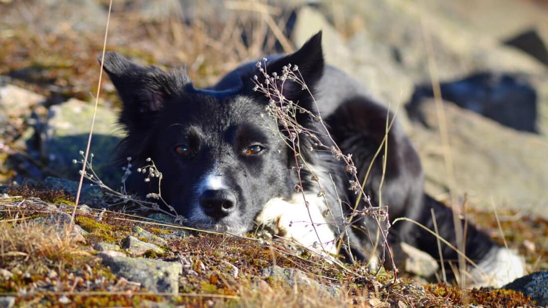 Hunderasse Border Collie Passt Auf Verstecken Tierpuls