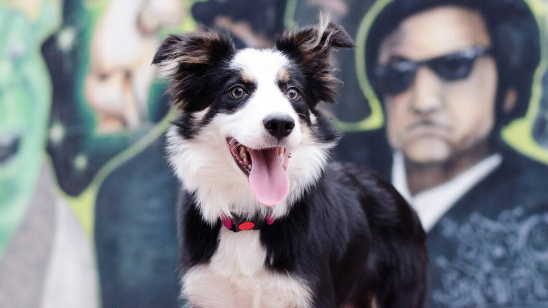 Hunderasse Border Collie Vor Blues Brothers Grafity Tierpuls