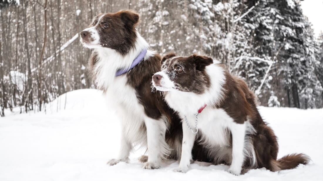 Hunderasse Border Collie Zwei Braune Im Schnee Tierpuls