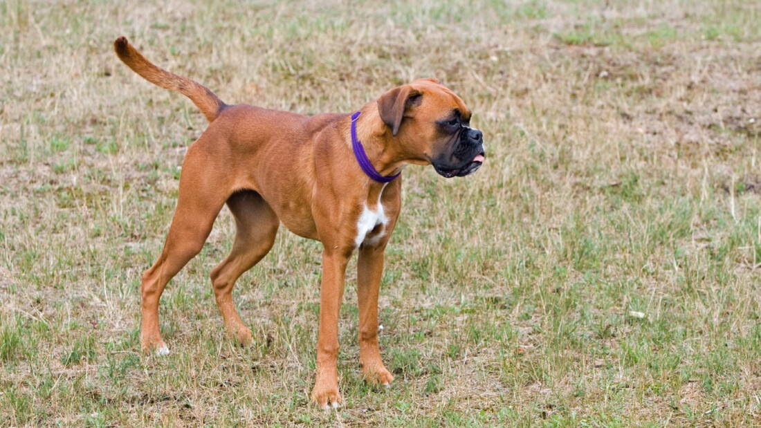 Hunderasse Boxer Braun Auf Dem Feld Tierpuls