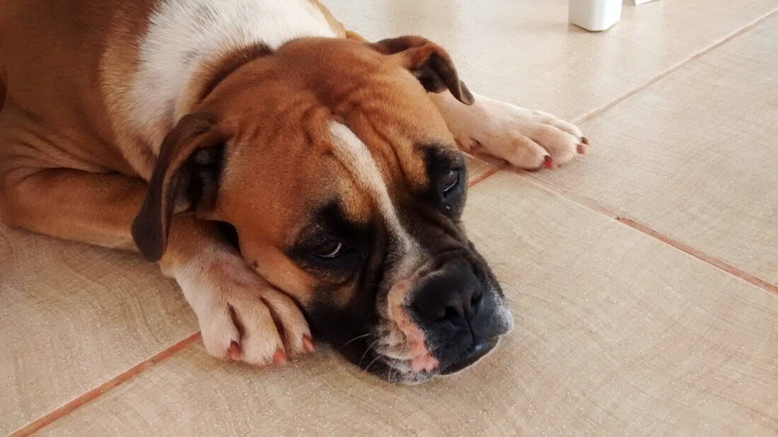 Hunderasse Boxer Braun Weiss Faul Auf Dem Boden Tierpuls