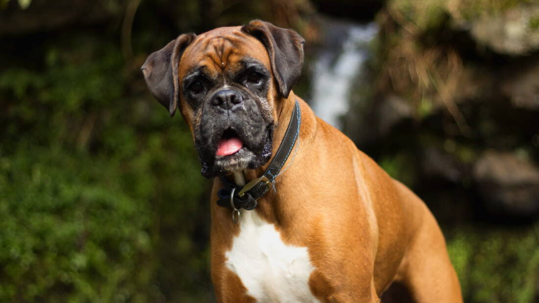 Hunderasse Boxer Stolzer Stand Mit Halsband Tierpuls