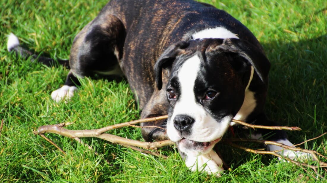 Hunderasse Boxer Welpe Knabbert Ast Tierpuls