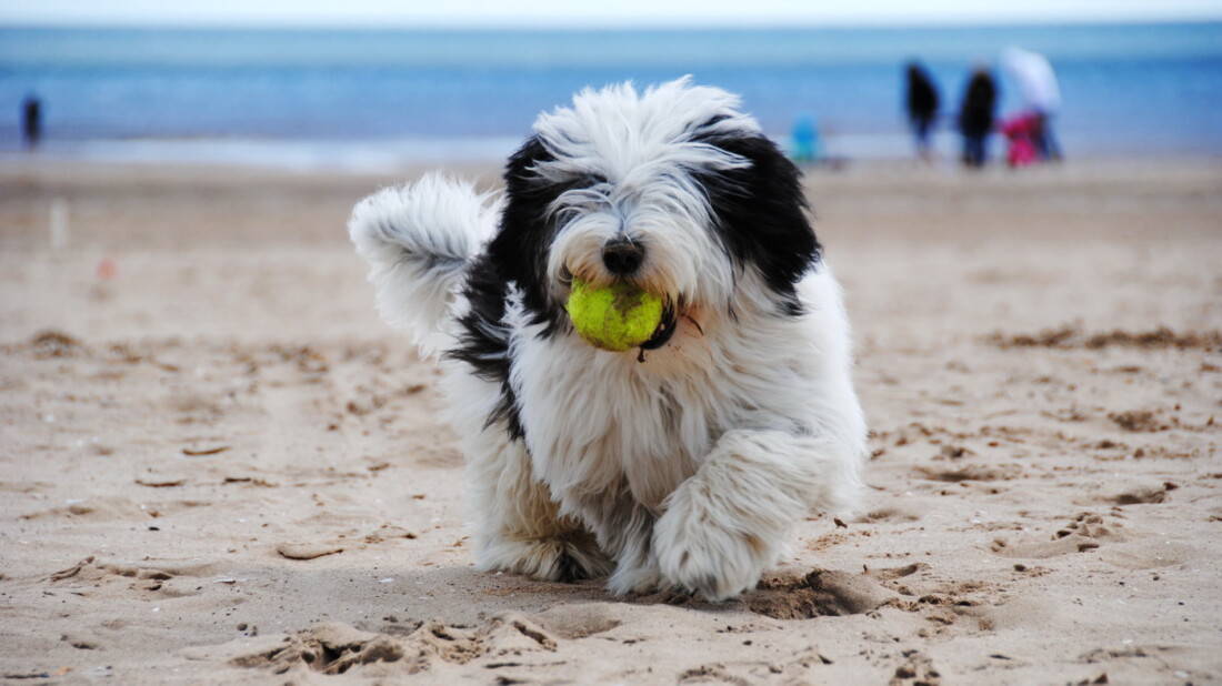 Tibet Terrier Hunderassen Am Strand Mit Ball Tierpuls