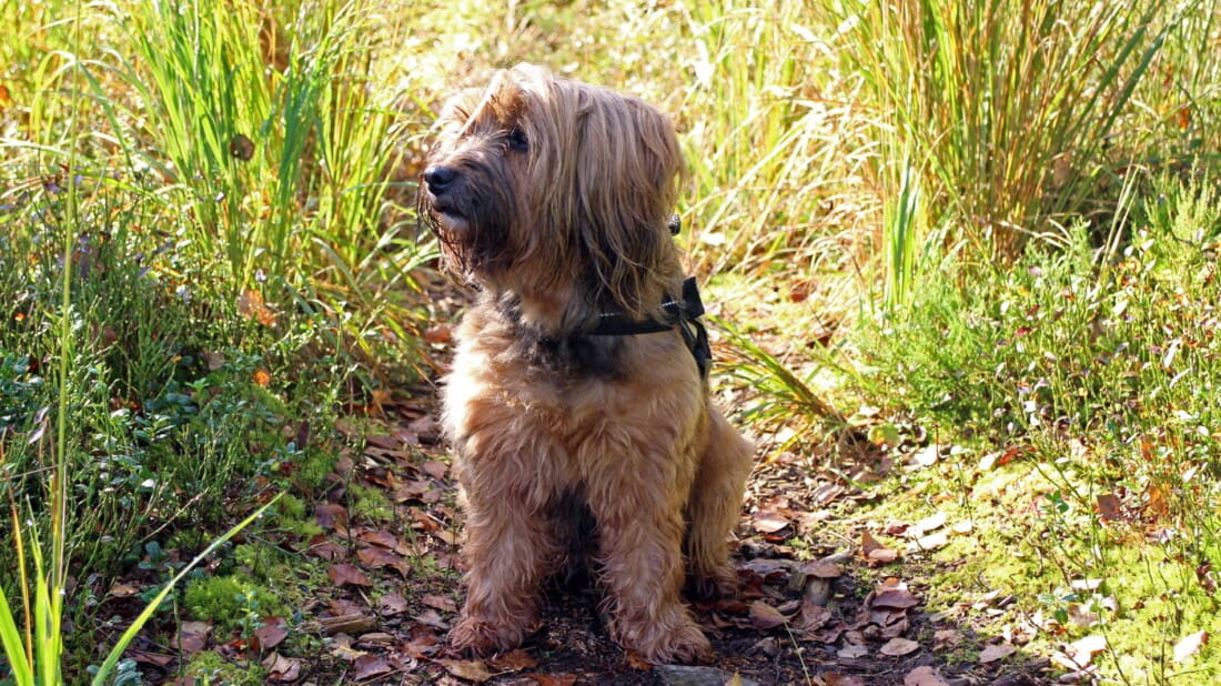 Tibet Terrier Hunderassen Im Gras Tierpuls 1